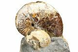 Cretaceous Fossil Ammonite (Discoscaphites) Cluster - South Dakota #362048-1